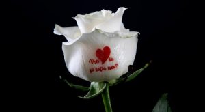FlorideLux.ro lanseaza primul serviciu de imprimare a mesajelor pe flori