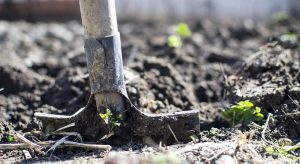 SUA: dietele bazate pe plante dezvolta nisa e-commerce a produselor de gradinarit