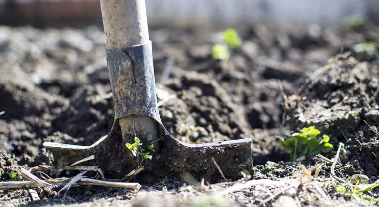 SUA: dietele bazate pe plante dezvolta nisa e-commerce a produselor de gradinarit